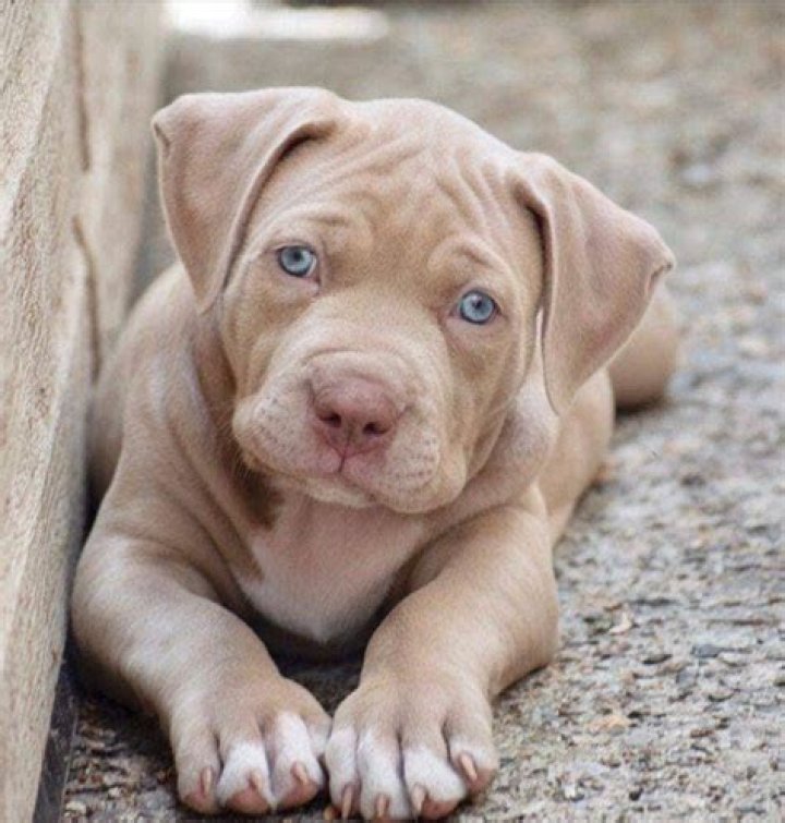 blue eyed red nose pitbull puppy Razas de perros pitbull, Perros y